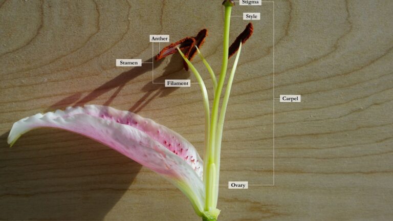 Fleurr: The flowering part of a plant