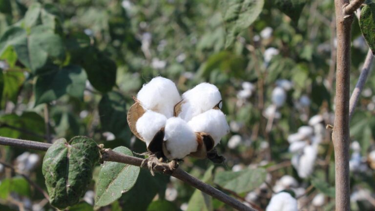 Serviettes Cotton: A Timeless Blend of Elegance, Function, and Sustainability