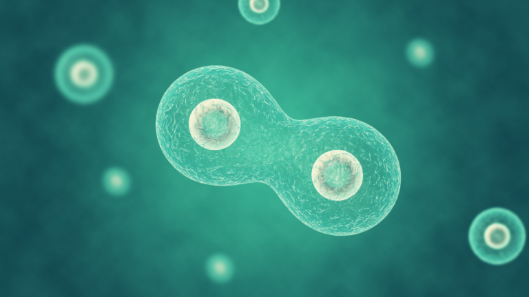 Cell Cycle: Stages, Phases, and Functions Explained