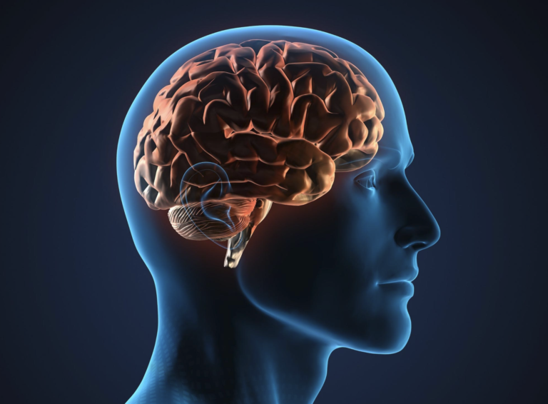 How Does the Human Brain Work? A Simple Explanation