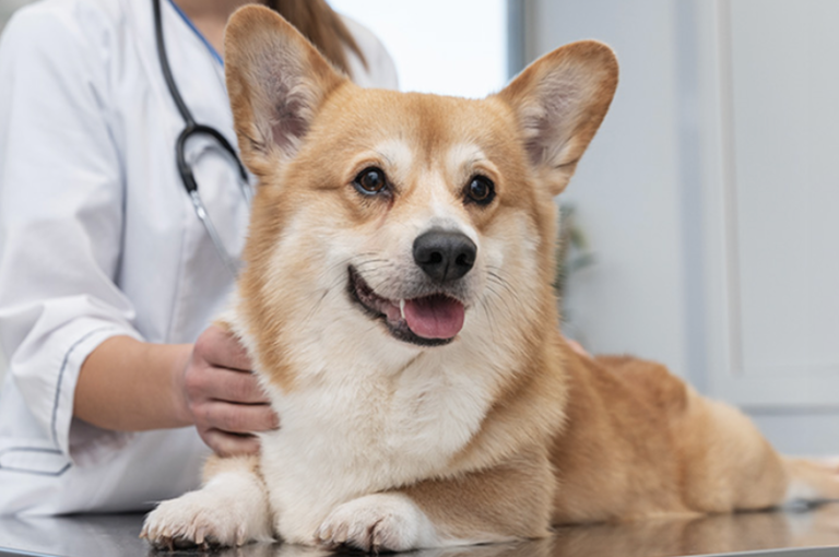 Pet Insurance Growth as Veterinary Costs Rise Pet Insurance Growth as Veterinary Costs Rise