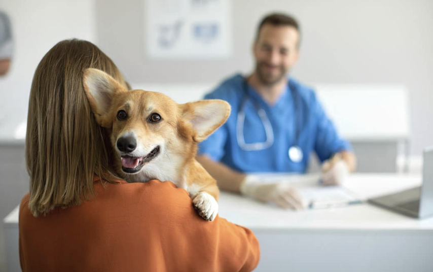 How Pet Insurance Really Works